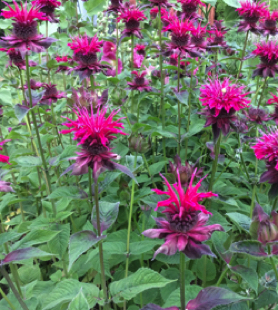 Monarda