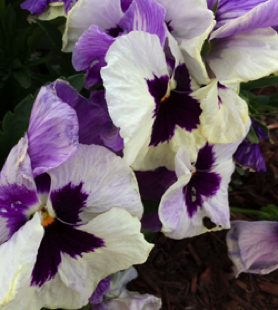 Pansy