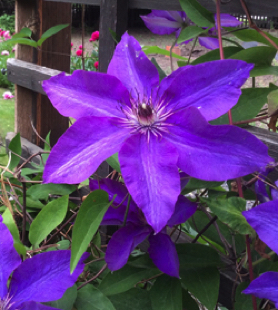 Clematis