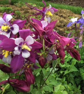 Columbine